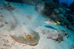 Photos sous-marines